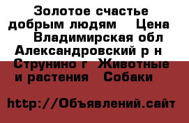 Золотое счастье добрым людям. › Цена ­ 1 - Владимирская обл., Александровский р-н, Струнино г. Животные и растения » Собаки   